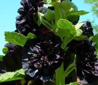 Graffiti GRDN Black Hollyhock indoor start for strong seedling growth