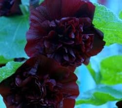 Graffiti GRDN Black Hollyhock outdoor planting in well-drained sun