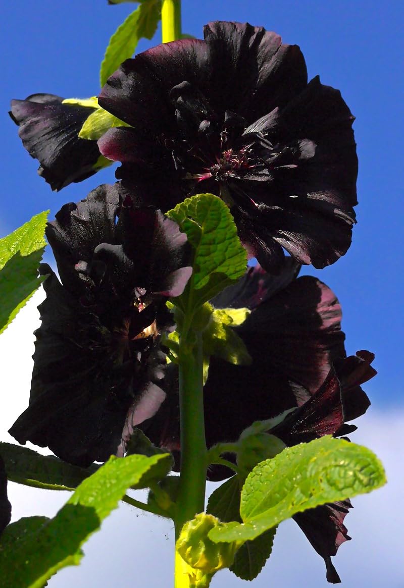 Graffiti GRDN Black Hollyhock uses peat pots to protect roots during transplant