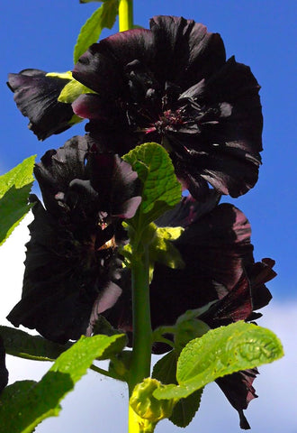 Graffiti GRDN Black Hollyhock uses peat pots to protect roots during transplant