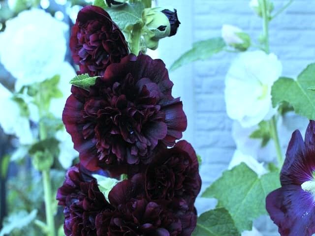 Graffiti GRDN Black Hollyhock attracts bees and butterflies for pollinator-friendly beds