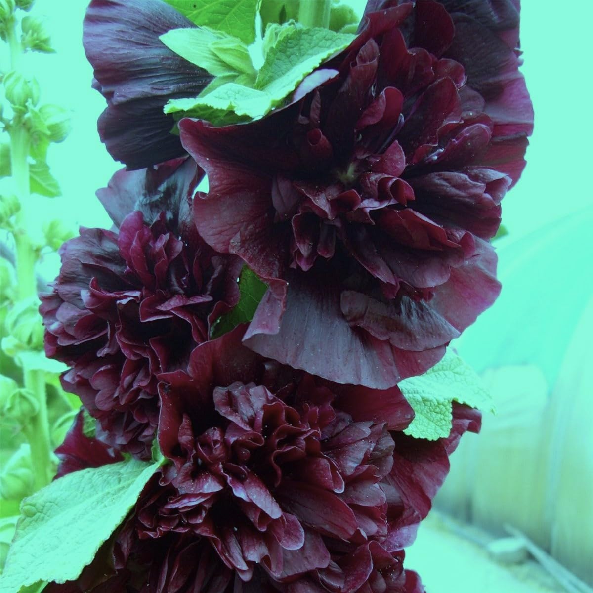 Graffiti GRDN Black Hollyhock seedling emergence near sunny window