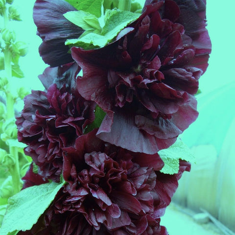 Graffiti GRDN Black Hollyhock seedling emergence near sunny window