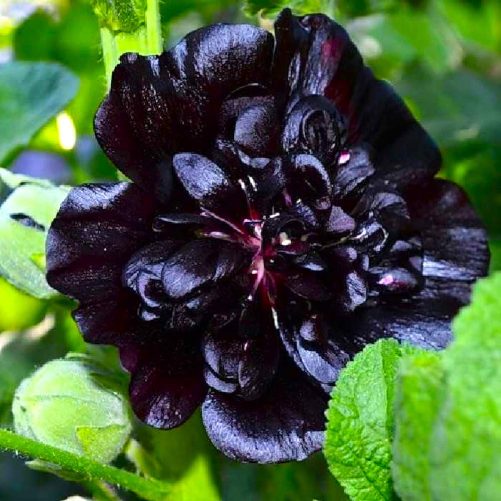 Graffiti GRDN Black Hollyhock seeds soaking before planting aids germination
