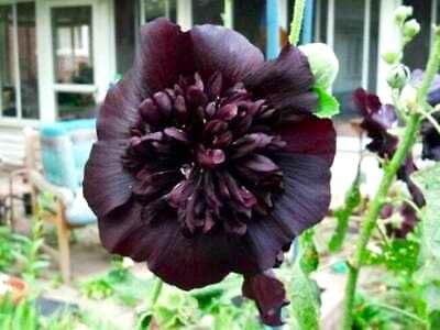 Graffiti GRDN Black Hollyhock thinning ensures even growth