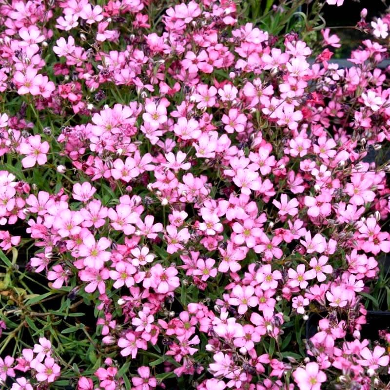 Graffiti GRDN border bed planting demo for pink babys-breath edges.