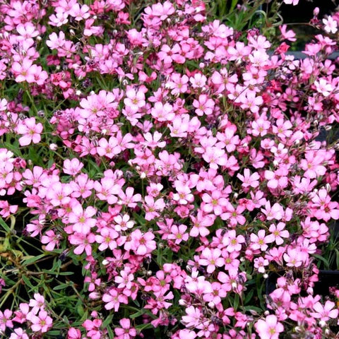 Graffiti GRDN border bed planting demo for pink babys-breath edges.