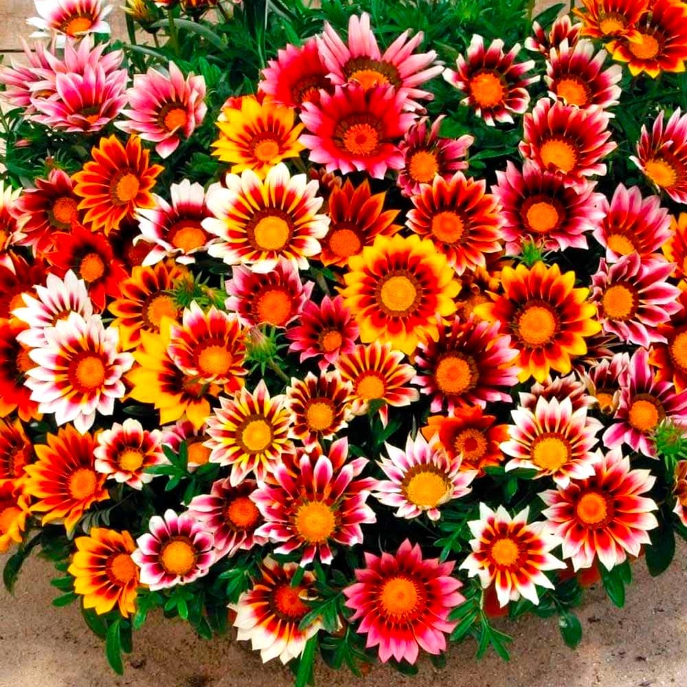 Graffiti GRDN Border and container Gazania seeds brighten borders with easy-care blooms.