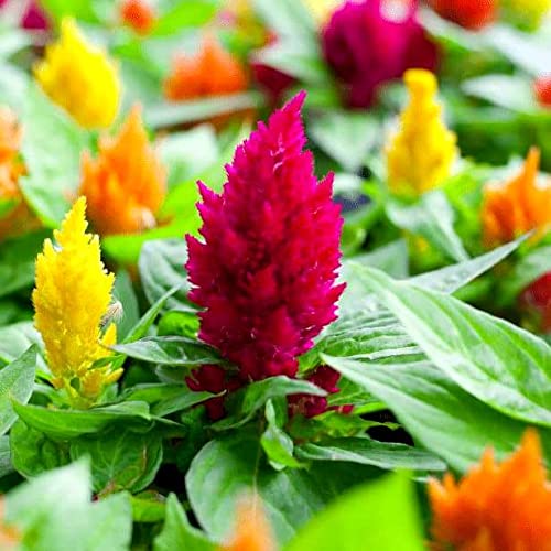 Graffiti GRDN Celosia Plumosa Mix in a balcony container thriving in sun