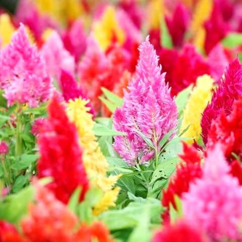 Graffiti GRDN Celosia Plumosa Mix blooms with red, pink, yellow, and orange plumes