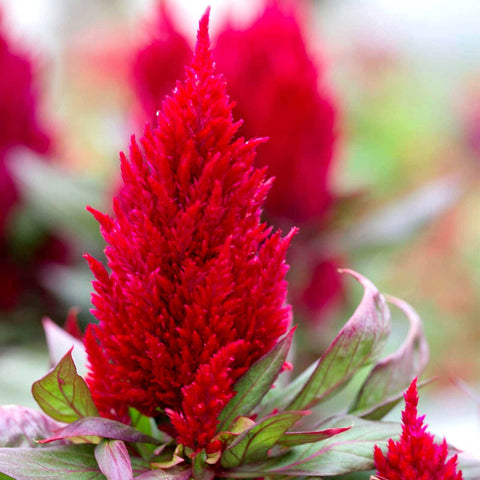 Graffiti GRDN Celosia Plumosa Mix plants border-ready for sunny garden beds