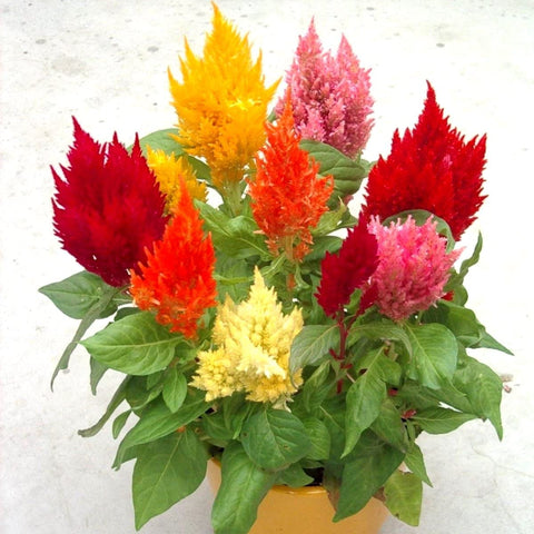 Graffiti GRDN Celosia Plumosa Mix close-up of velvety plumes
