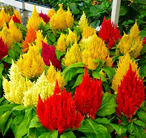 Graffiti GRDN Celosia Plumosa Mix garden bed display with tall colorful plumes