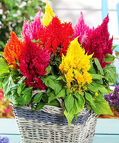 Graffiti GRDN Celosia Plumosa Mix seeds in hand preview vibrant color options