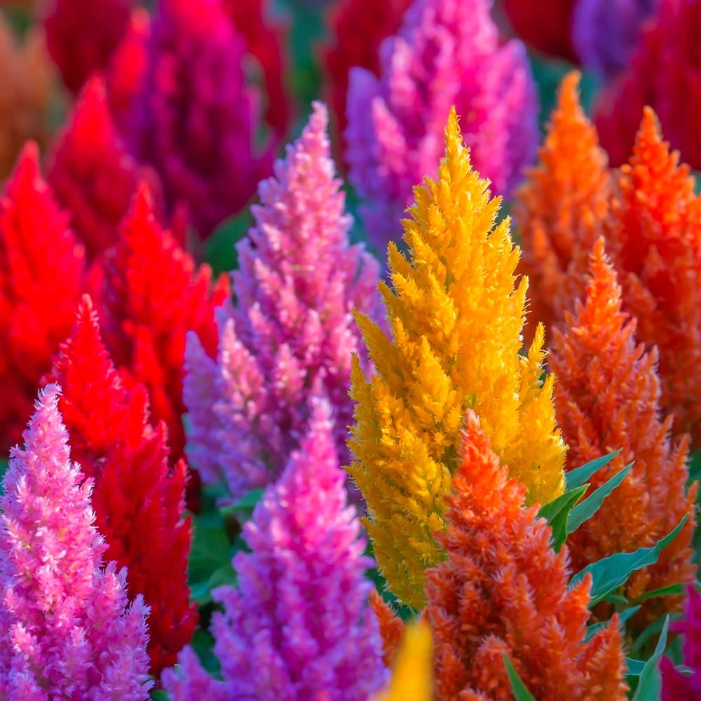 Graffiti GRDN Celosia Plumosa Mix seeds packet ready for bright garden color