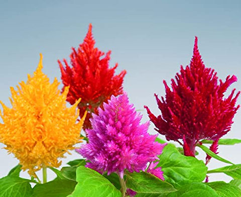 Graffiti GRDN Celosia Plumosa Mix seedling after two weeks, ready to transplant