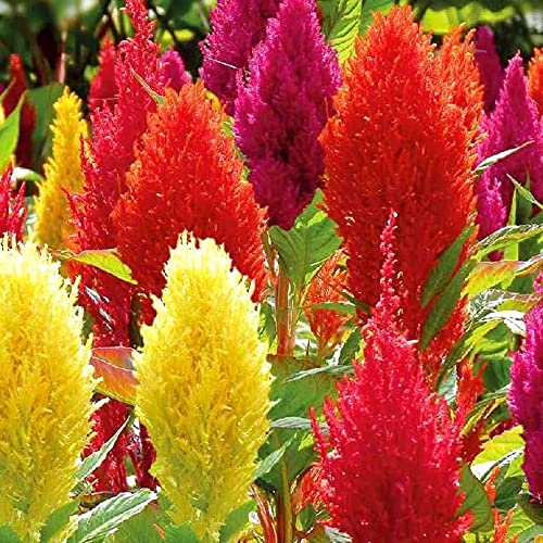 Graffiti GRDN Celosia Plumosa Mix seedling showing early vigorous growth