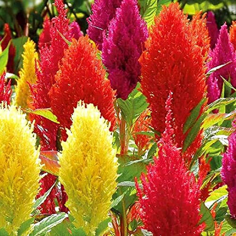 Graffiti GRDN Celosia Plumosa Mix seedling showing early vigorous growth