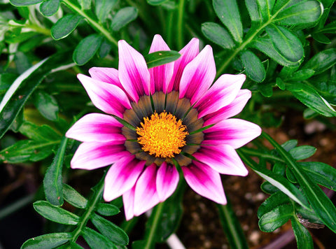 Graffiti GRDN Coastal Gazania seeds suit sandy soils for seaside gardens.