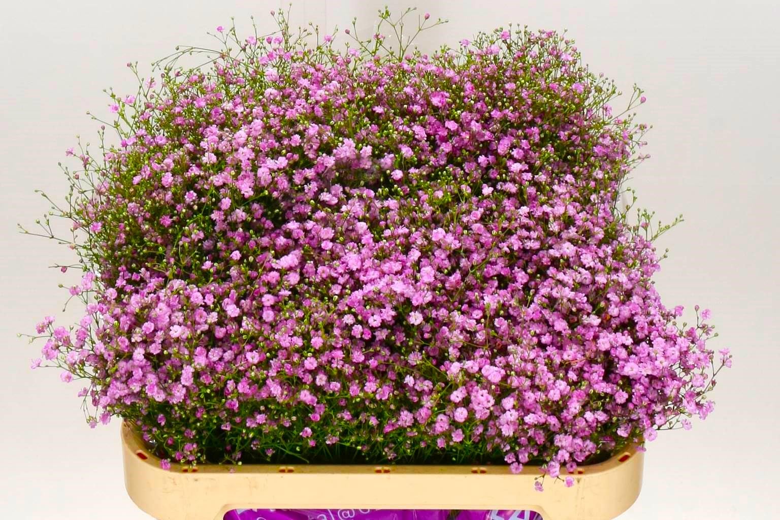 Graffiti GRDN container garden displaying pink babys-breath in pots.