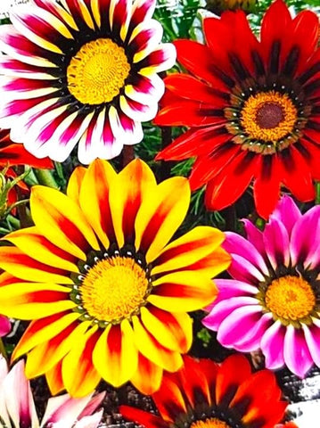 Graffiti GRDN Drought-tolerant Gazania seeds for low water, high color landscapes.