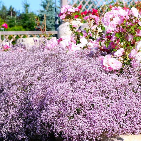 Graffiti GRDN drought tolerant babys-breath with vibrant pink blooms.