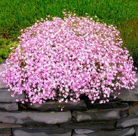 Graffiti GRDN pink babys-breath bloom closeup showing groundcover effect.