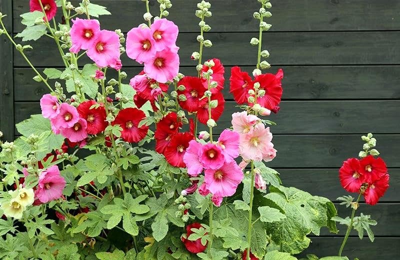 Graffiti GRDN hollyhock mix positioned along border for fence display
