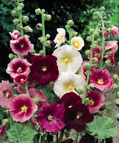 Graffiti GRDN hollyhock mix multi-color batch brightening plantings
