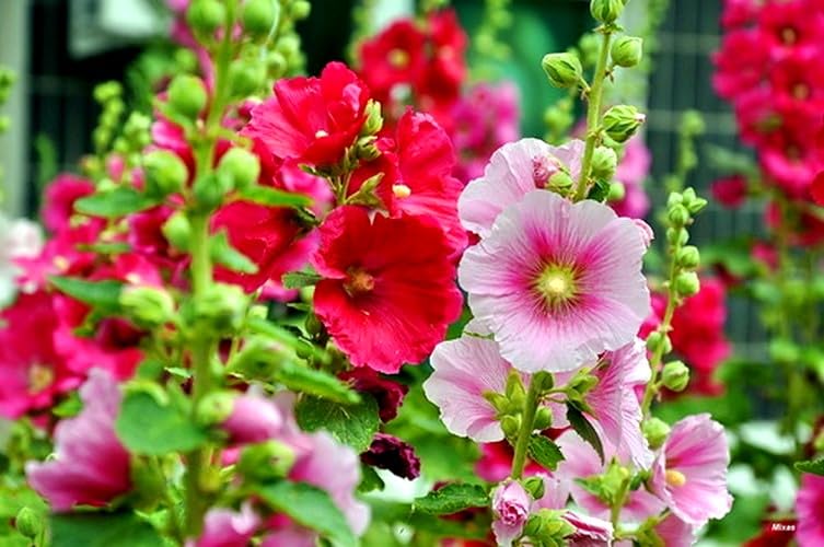 Graffiti GRDN hollyhock mix shows second-year blooms for seasonal color