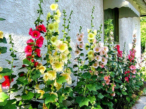 Graffiti GRDN hollyhock mix seed packet view for planning