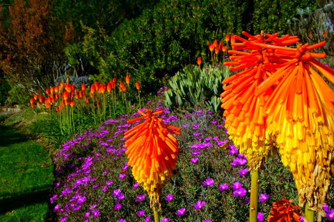 Graffiti GRDN Kniphofia in garden bed—drought-tolerant, pollinator-friendly blooms.