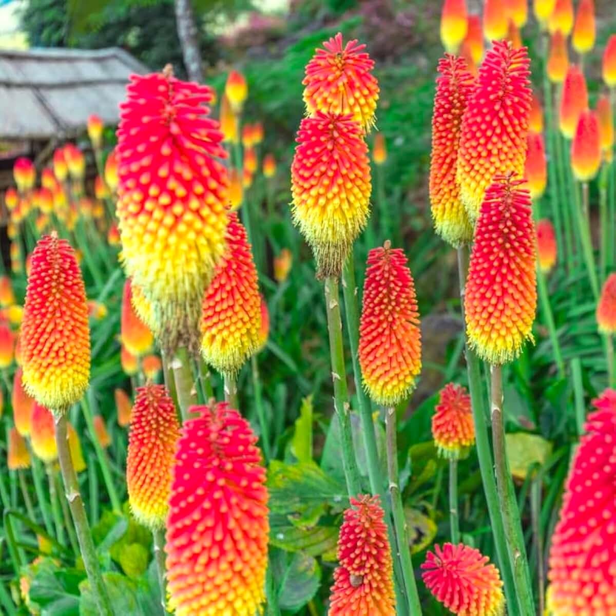 Graffiti GRDN Kniphofia plant portrait—tall perennial with bold torch-like flowers.