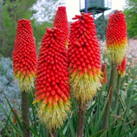 Graffiti GRDN Kniphofia seed pack—germination-ready seeds for vibrant, long-lasting garden color.