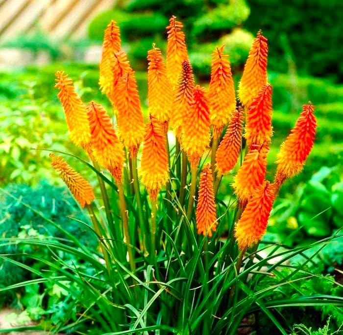 Graffiti GRDN Kniphofia seeds close-up—orange-yellow spikes hint at dramatic height.