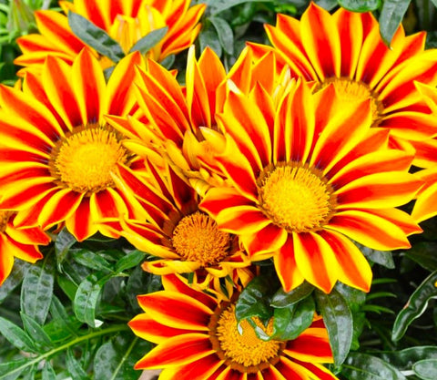 Graffiti GRDN Large daisy-like Gazania seeds showcase bold blooms.