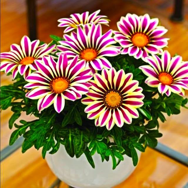 Graffiti GRDN Perennial-annual Gazania seeds suit warm zones.