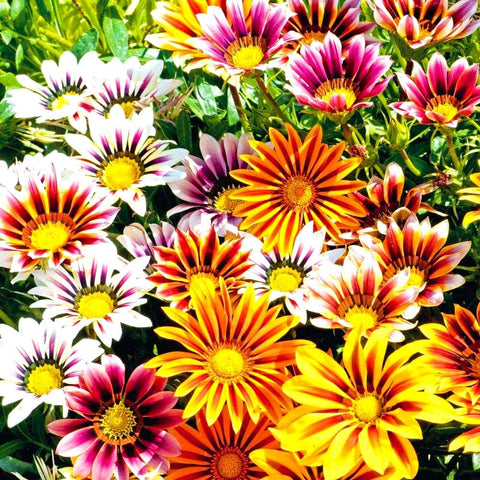 Graffiti GRDN Pollinator-friendly Gazania seeds attract bees and butterflies.