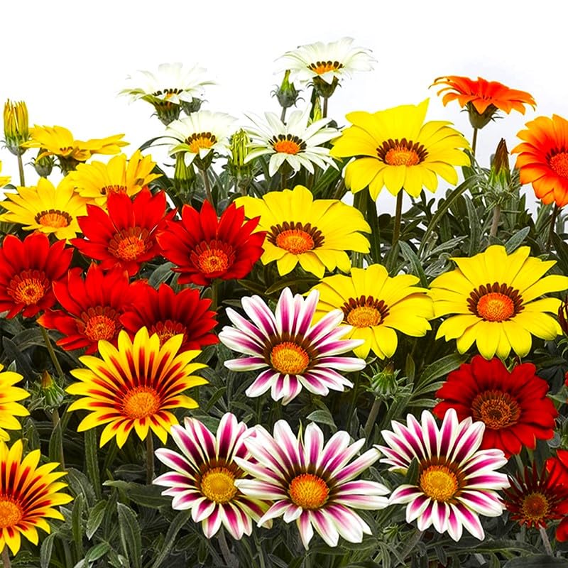 Graffiti GRDN Gazania rock garden seeds add heat-tolerant color along stone paths.