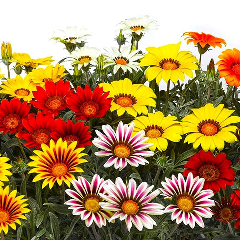Graffiti GRDN Gazania rock garden seeds add heat-tolerant color along stone paths.