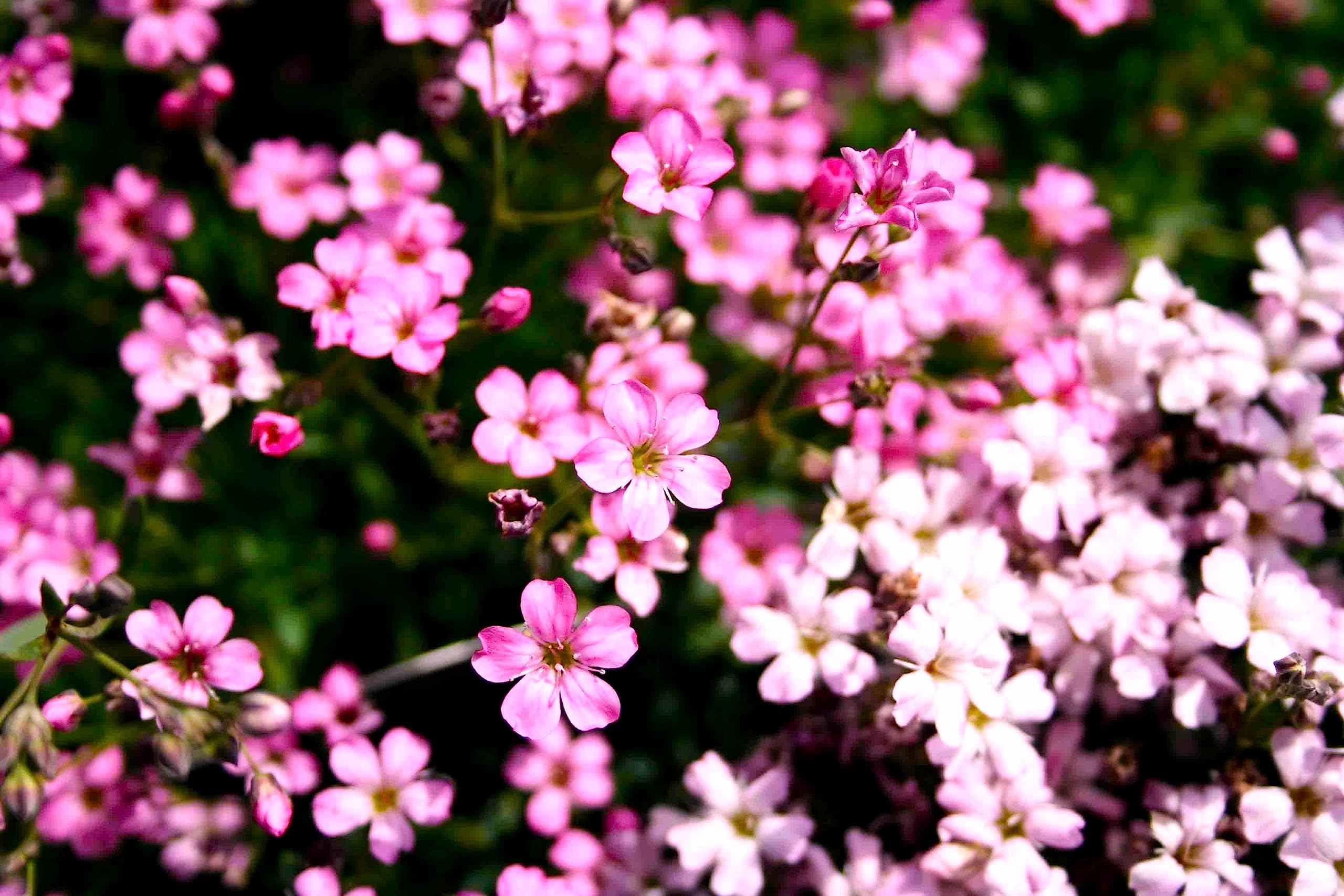 Graffiti GRDN roof garden with pink babys-breath adding color.
