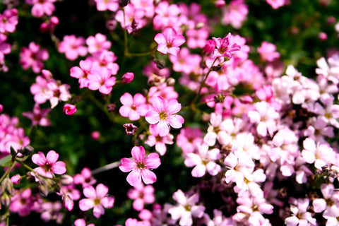 Graffiti GRDN roof garden with pink babys-breath adding color.
