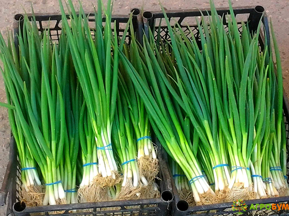 Graffiti GRDN seeds for bunching green onions in a compact perennial garden.