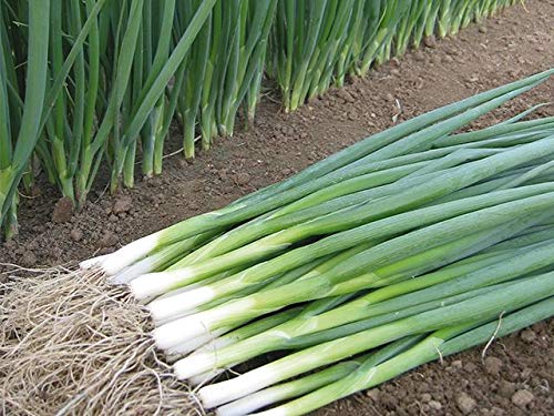 Graffiti GRDN perennial onions suited for warm summers and cooler seasons.