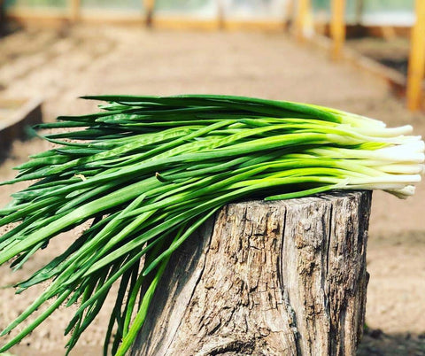 Graffiti GRDN harvest-ready green onion stems in a fresh bed.
