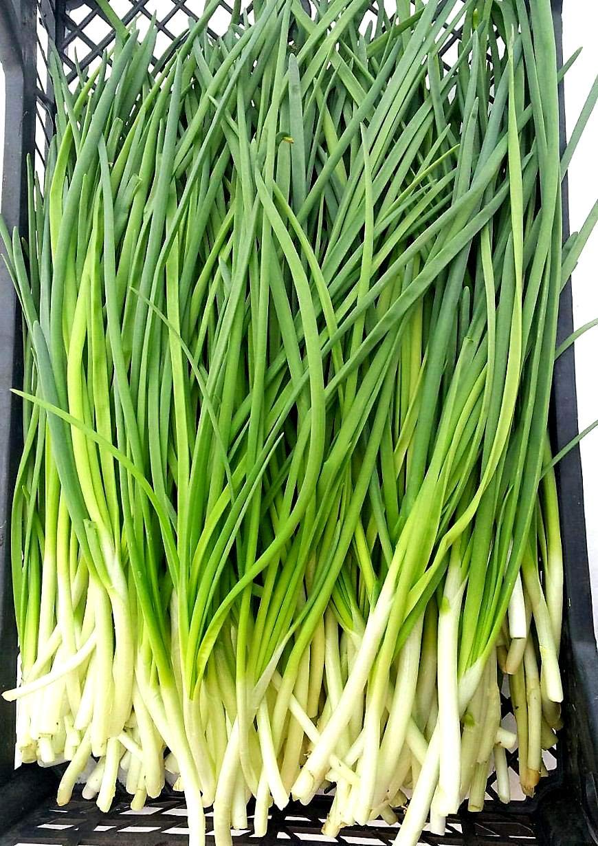 Graffiti GRDN fresh green onions add crisp flavor to meals.