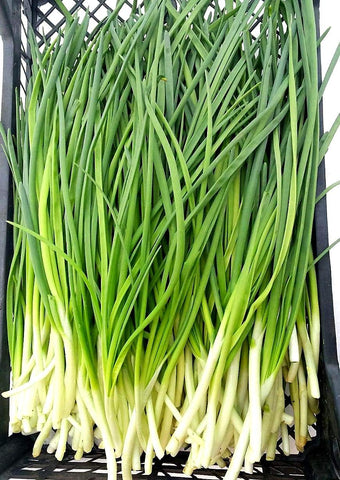 Graffiti GRDN fresh green onions add crisp flavor to meals.