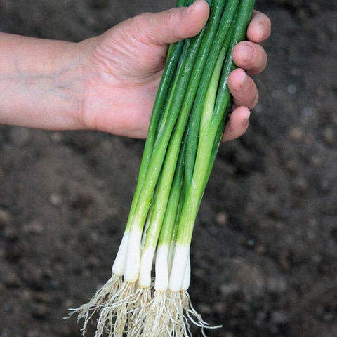 Graffiti GRDN seeds for vibrant scallions with a reliable, multi-season harvest.