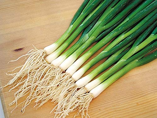 Graffiti GRDN young green onions sprouting in soil.