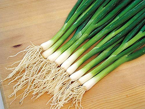 Graffiti GRDN young green onions sprouting in soil.